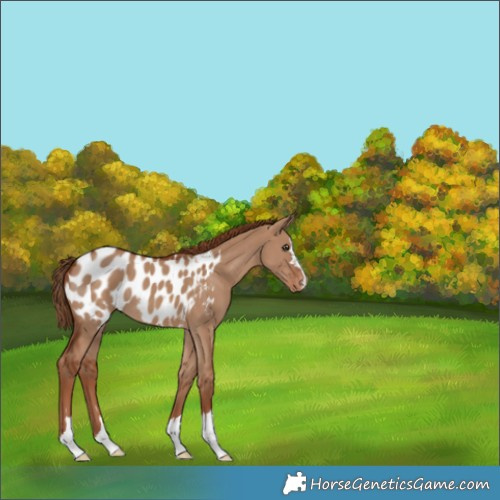 Horse Color:Red Dun Appaloosa 