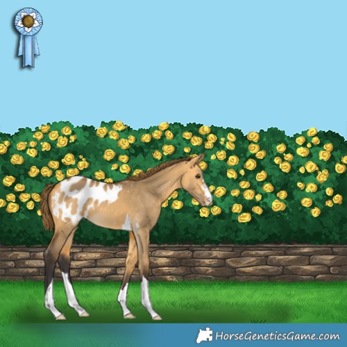 Horse Color:Buckskin Dun Appaloosa 
