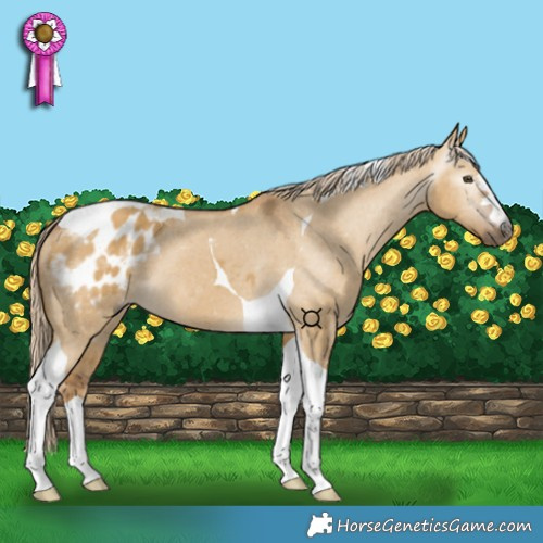Horse Color:Gray Palomino Dun Tobiano Appaloosa 