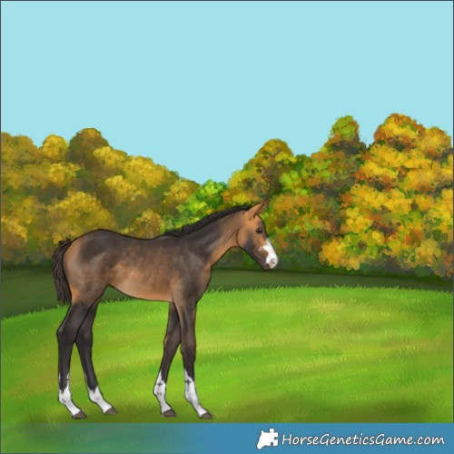 Horse Color:Buckskin 