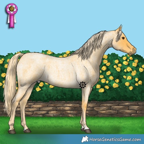 Horse Color:Palomino Roan 