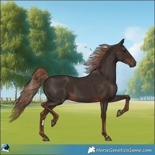 Horse Color:Liver Chestnut 