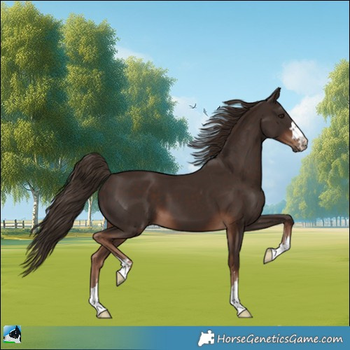 Horse Color:Liver Chestnut 