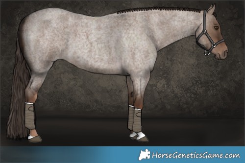 Horse Color:Liver Red Dun Roan 