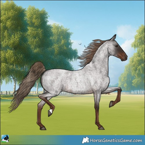 Horse Color:Liver Red Roan 