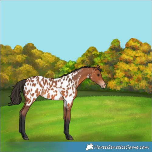 Horse Color:Bay Appaloosa 