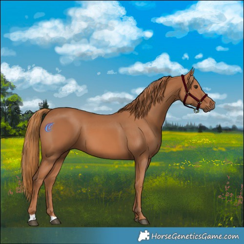 Horse Color:Chestnut 