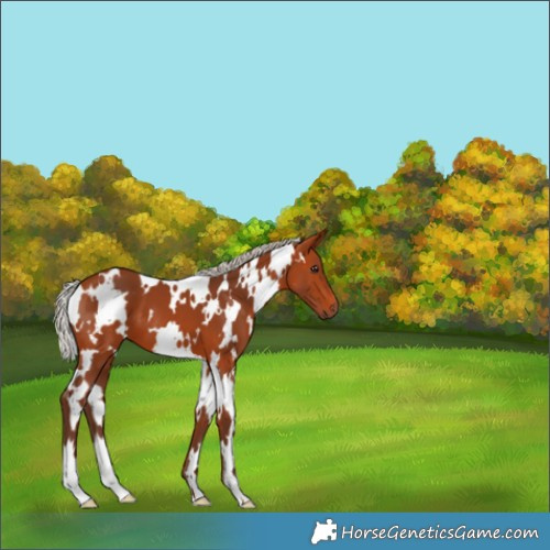 Horse Color:White Spotted Silver Bay 