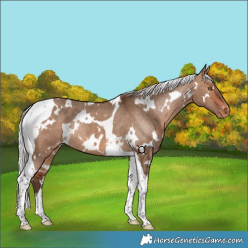 Horse Color:White Spotted Silver Bay Dun Tobiano Appaloosa Rabicano 