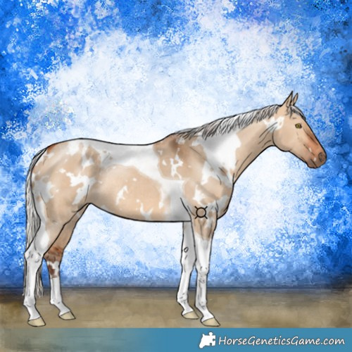 Horse Color:White Spotted Silver Bay Dun Tobiano Rabicano