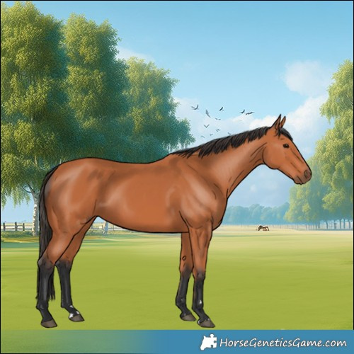 Horse Color:Bay 