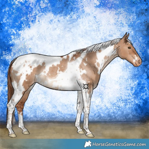 Horse Color:White Spotted Red Dun Tobiano Appaloosa Rabicano 