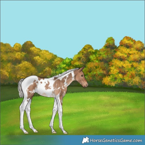 Horse Color:White Spotted Silver Bay Dun Tobiano Rabicano 