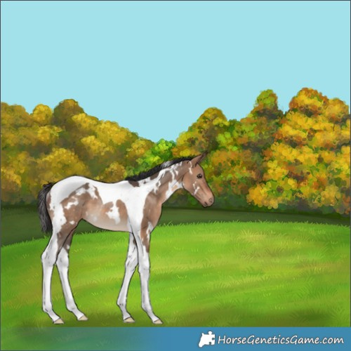 Horse Color:White Spotted Bay Dun Tobiano Rabicano 