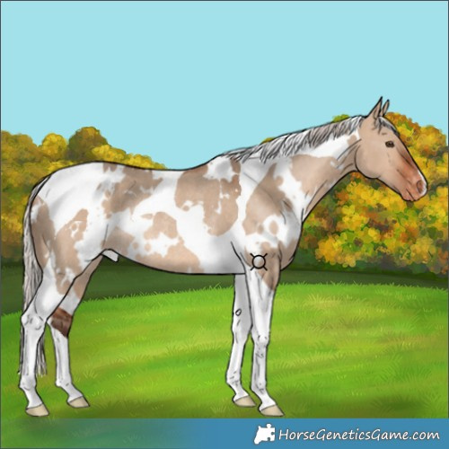 Horse Color:White Spotted Silver Bay Dun Tobiano Appaloosa Rabicano 