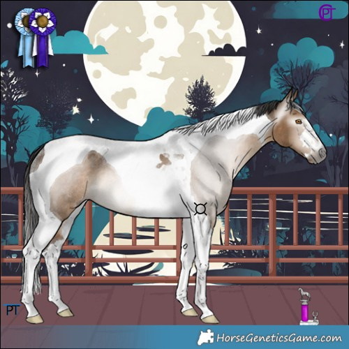 Horse Color:Gray Bay Dun Tobiano Appaloosa Rabicano 