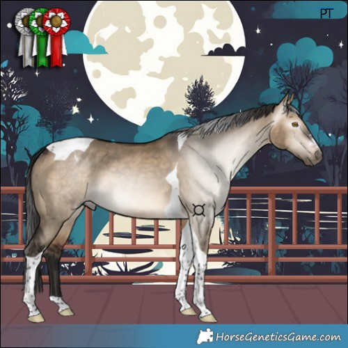 Horse Color:Gray Bay Dun Tobiano Appaloosa Rabicano 