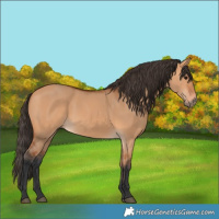 Horse Color:Bay Dun 
