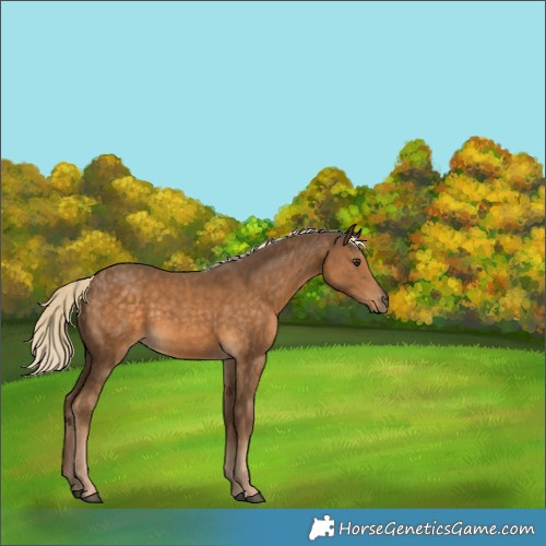 Horse Color:Chocolate Palomino 