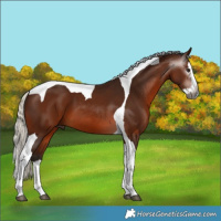 Horse Color:Gray Silver Bay Splash Tobiano 