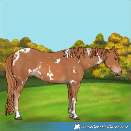 Horse Color:White Spotted Chestnut 