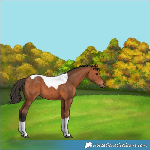Horse Color:Bay Tobiano 