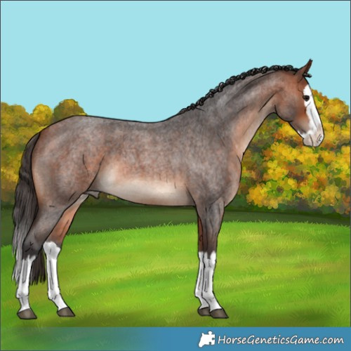 Horse Color:Bay Roan Splash 