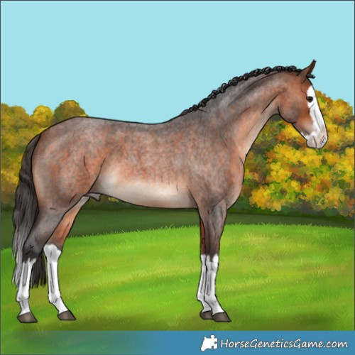 Horse Color:Bay Roan Splash