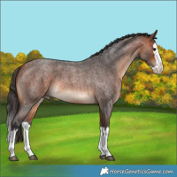 Horse Color:Bay Roan Splash