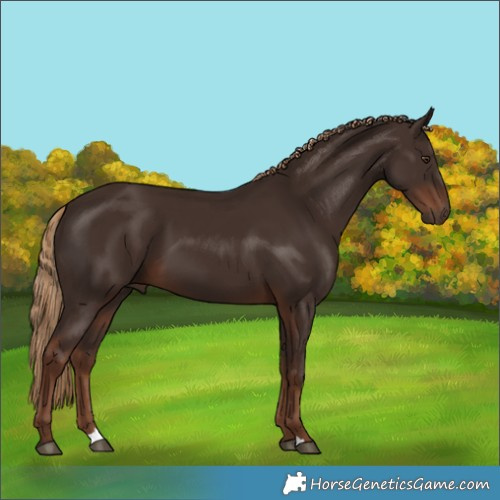 Horse Color:Liver Chestnut