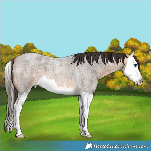 Horse Color:Buckskin Roan Splash 
