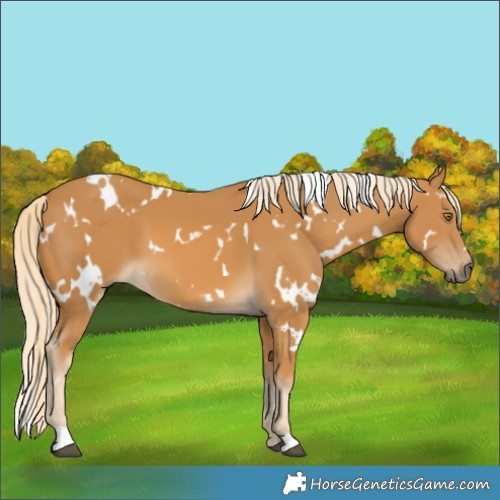 Horse Color:White Spotted Palomino