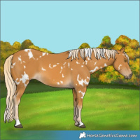 Horse Color:White Spotted Palomino