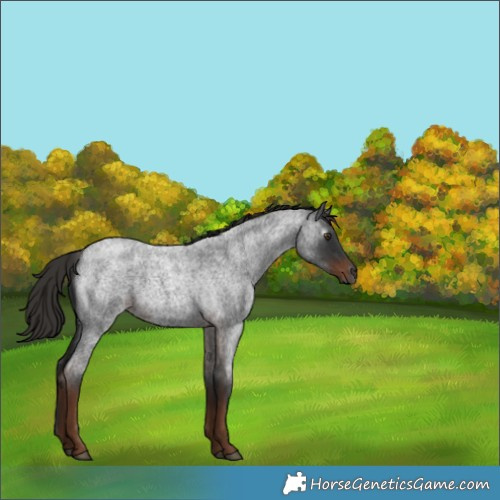 Horse Color:Gray Liver Red Roan 