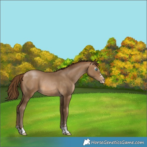 Horse Color:Gray Buckskin Pearl 