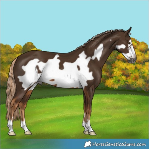Horse Color:Gray Chocolate Palomino Frame 