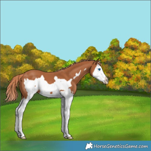 Horse Color:Chestnut Splash Frame 