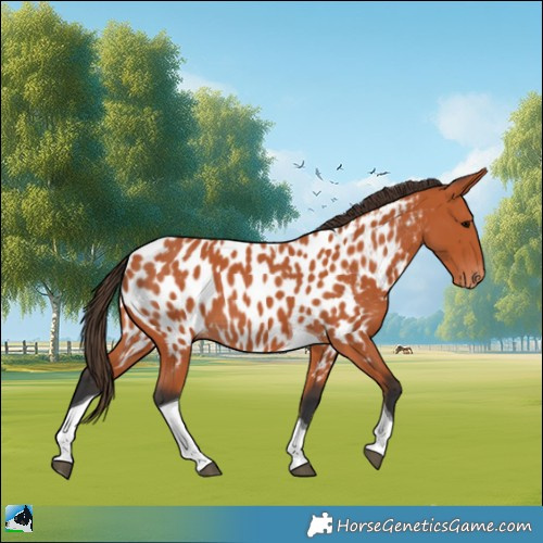 Horse Color:Bay Tobiano Appaloosa 