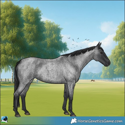 Horse Color:Blue Roan 