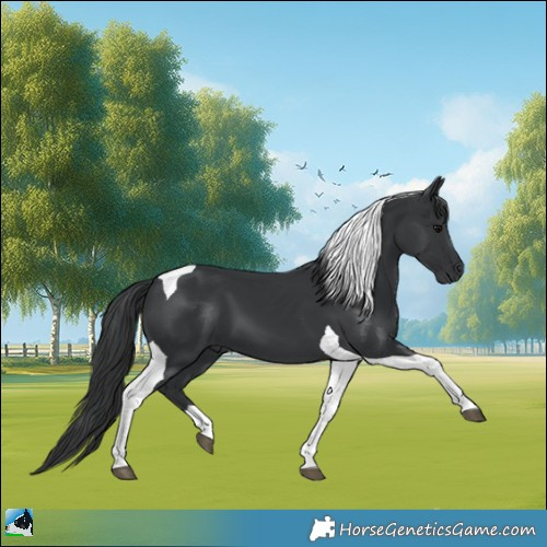 Horse Color:Black Tobiano 