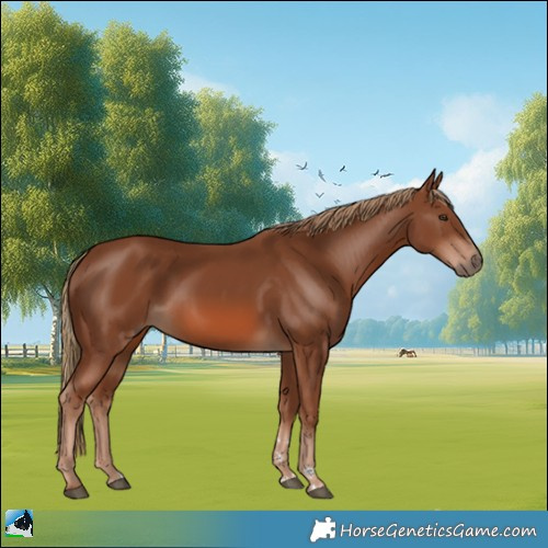 Horse Color:Chestnut 