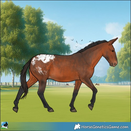 Horse Color:Bay Appaloosa 