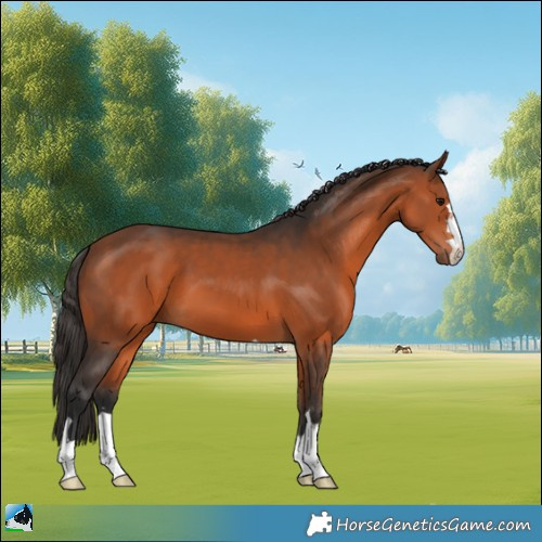 Horse Color:Bay 