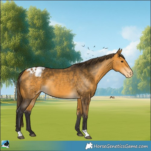 Horse Color:Buckskin Varnish 