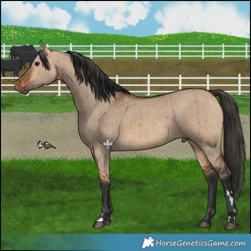 Horse Color:Bay Dun Brindle 