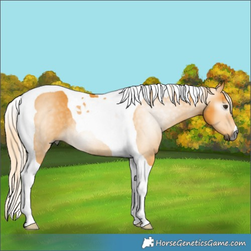 Horse Color:Gray Palomino Tobiano Rabicano 