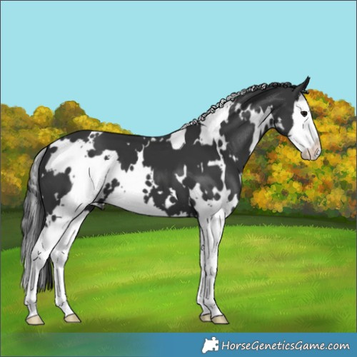 Horse Color:White Spotted Black Splash 