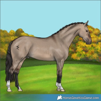 Horse Color:Brown Dun 