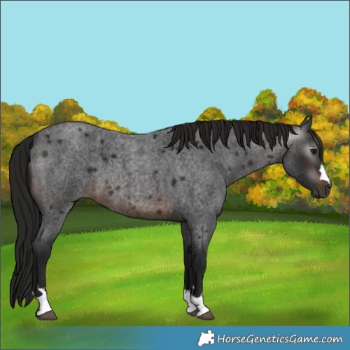 Horse Color:Gray Brown Roan
