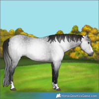 Horse Color:Gray Brown Roan 